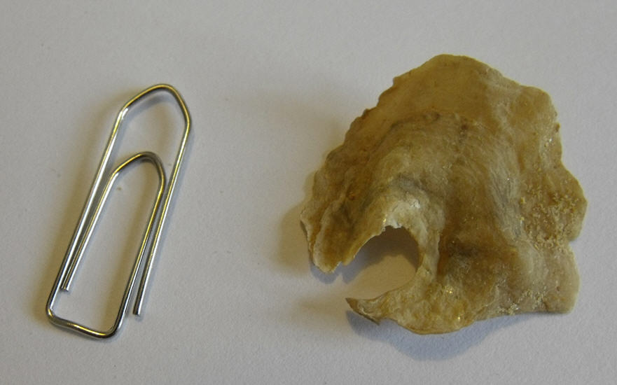 Anomia ephippium L., 1758  -  Pleistocene - Palermo